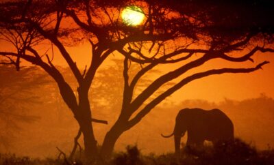 Eco-Tourism & Sustainable Travel