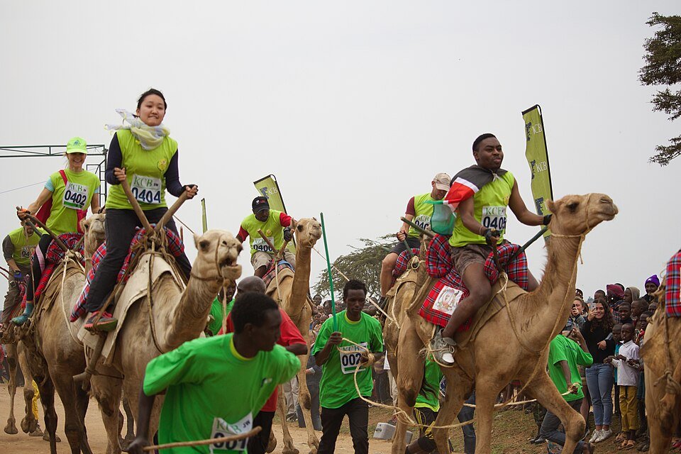 Camel derby festival in Samburu Kenya