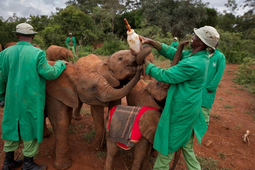 Orphaned elephants at Sheldrick Wildlife Trust in Nairobi Kenya